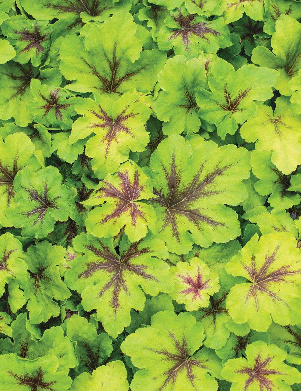 Heuchera 'Art Nouveau'