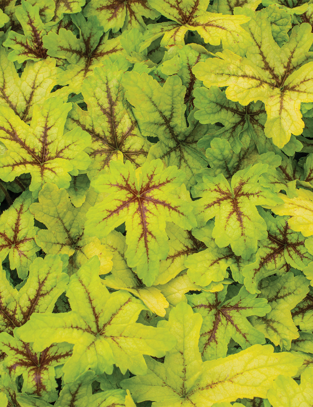 Heuchera 'Alabama Sunrise'