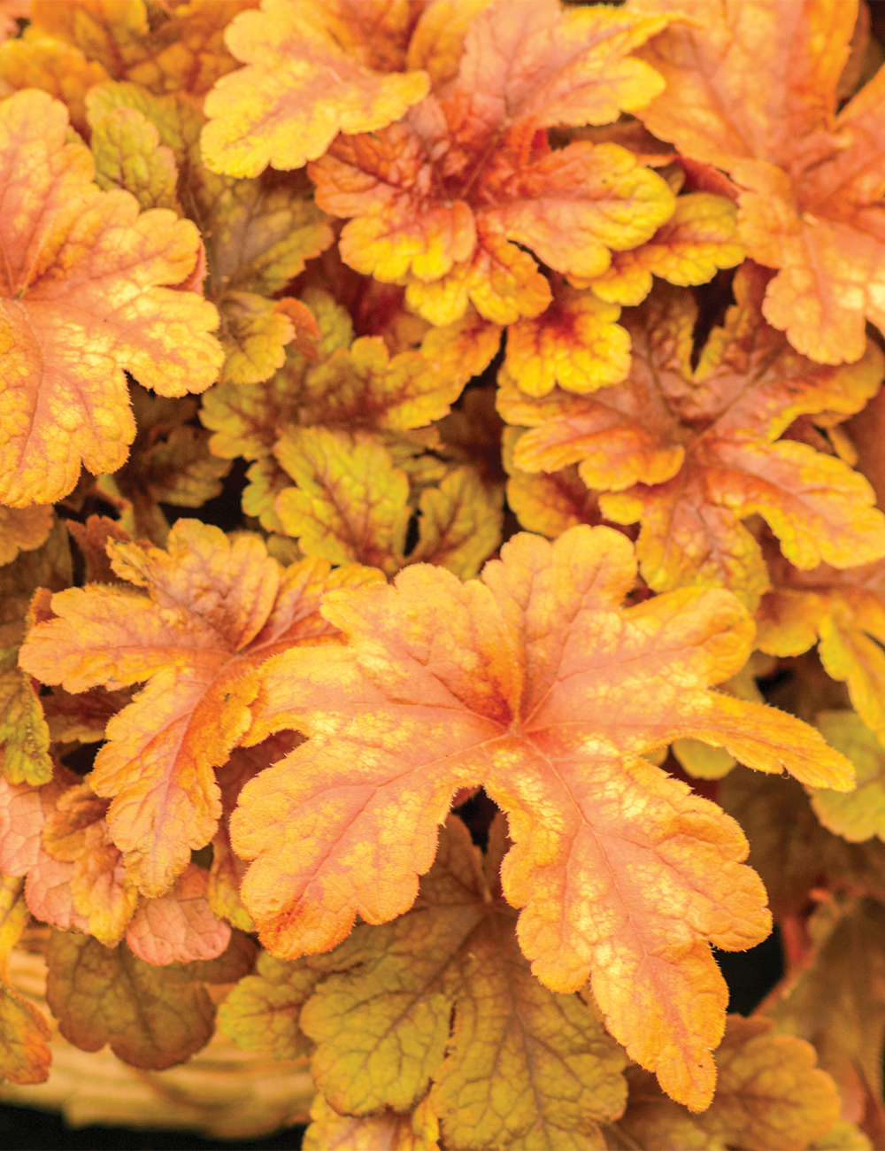 Heuchera 'Buttered Rum'