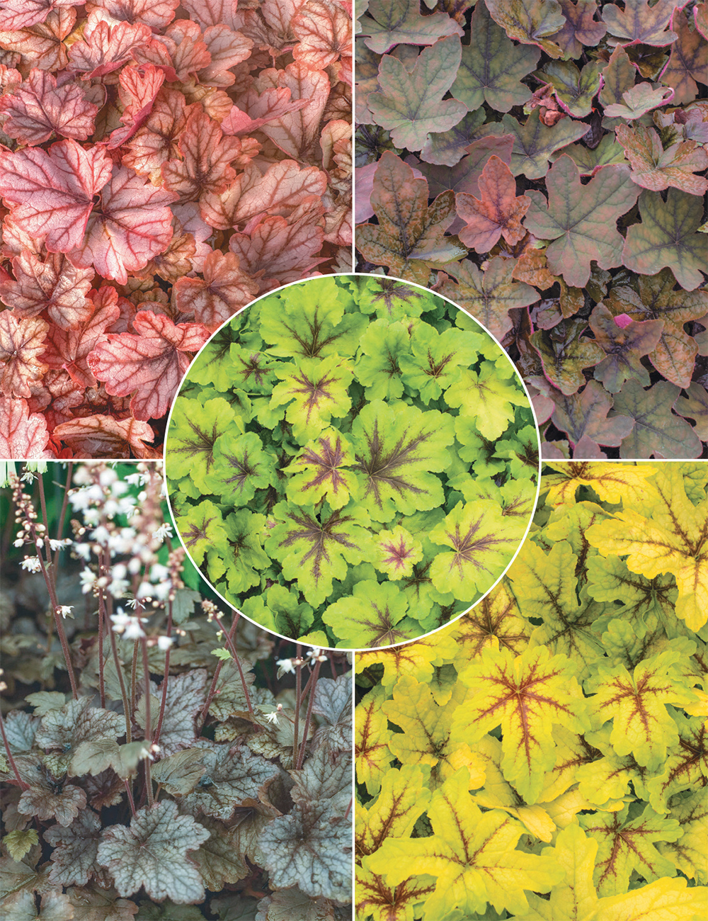 Heuchera Collection
