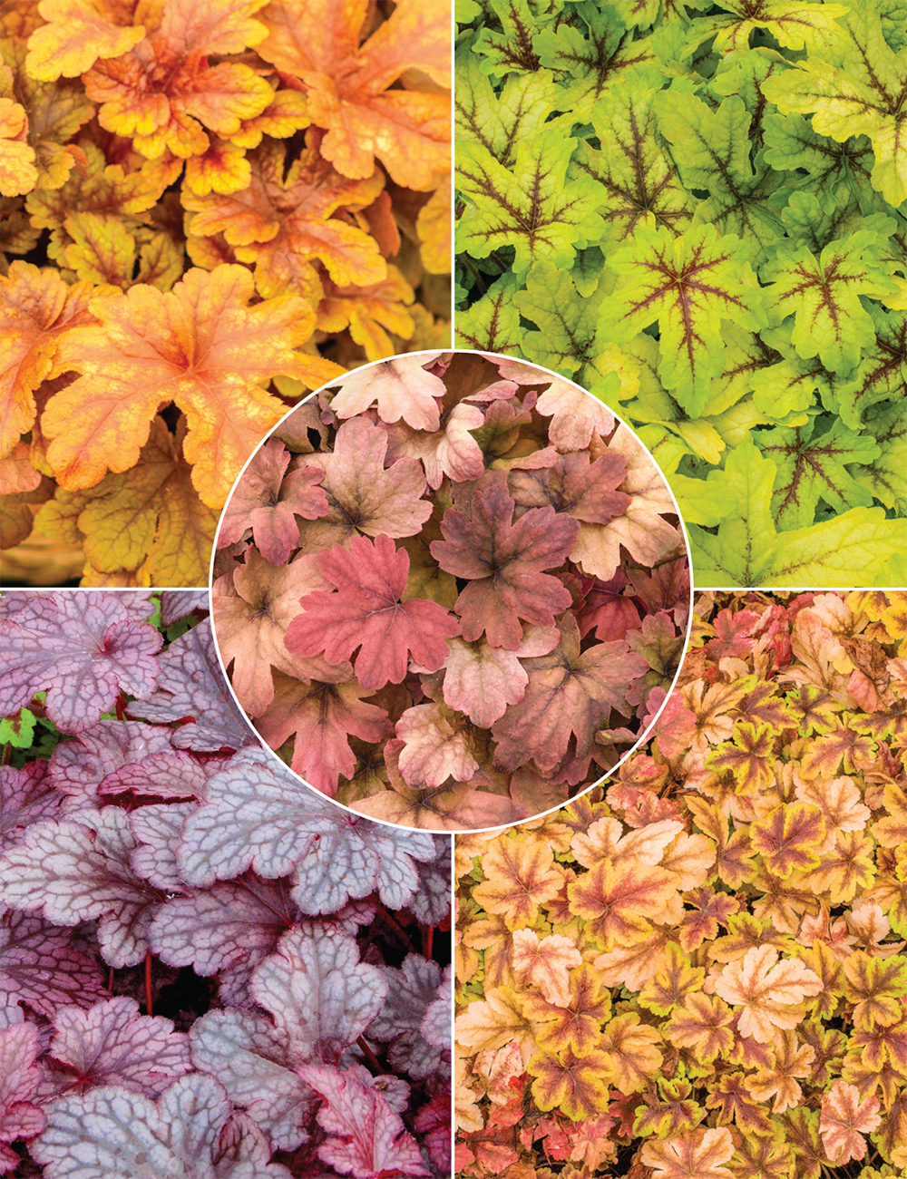 Heuchera & Heucherellas Collection