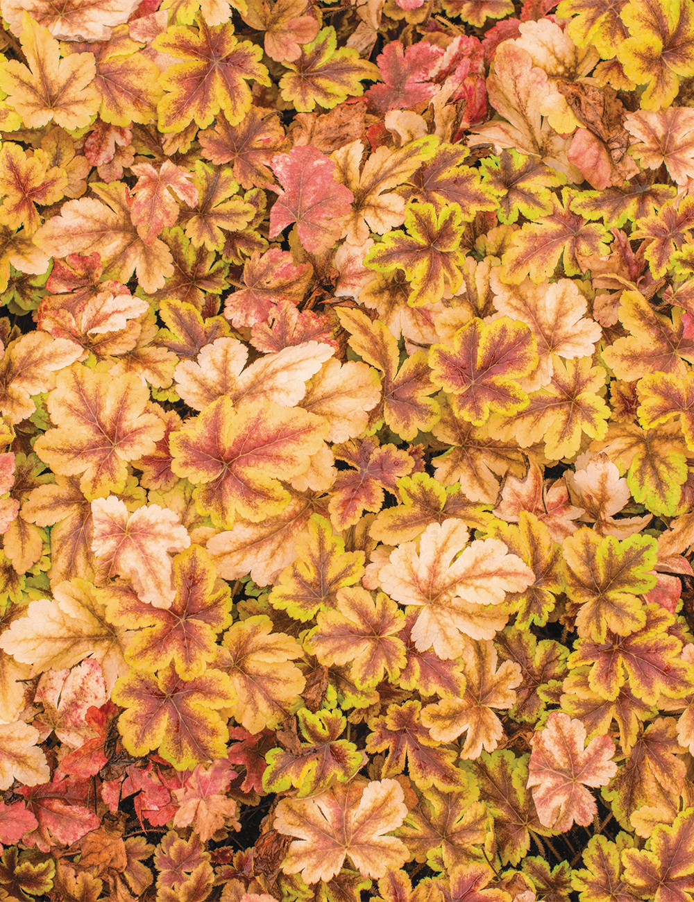 Heuchera 'Golden Zebra'