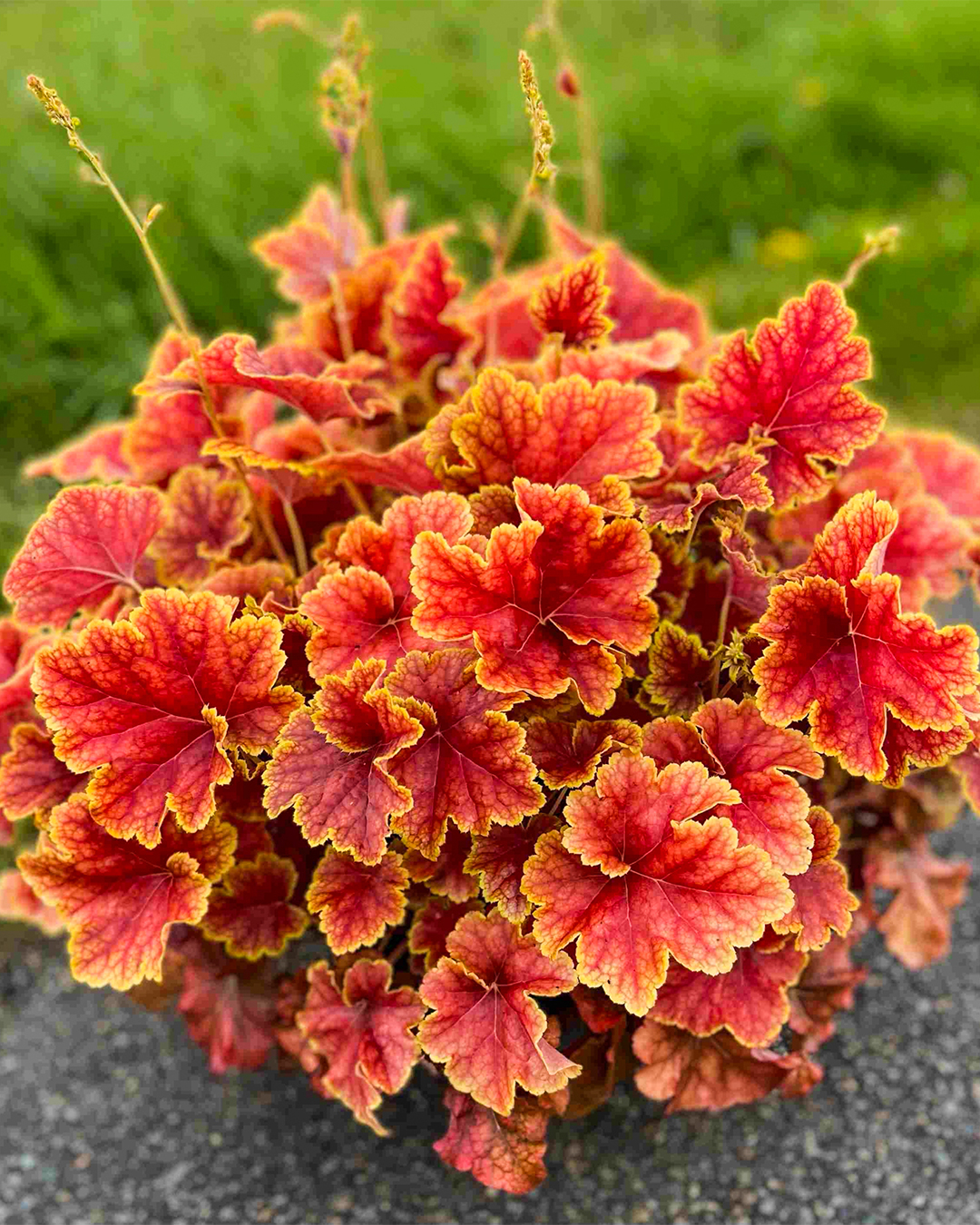 Heucherella Happy Flames