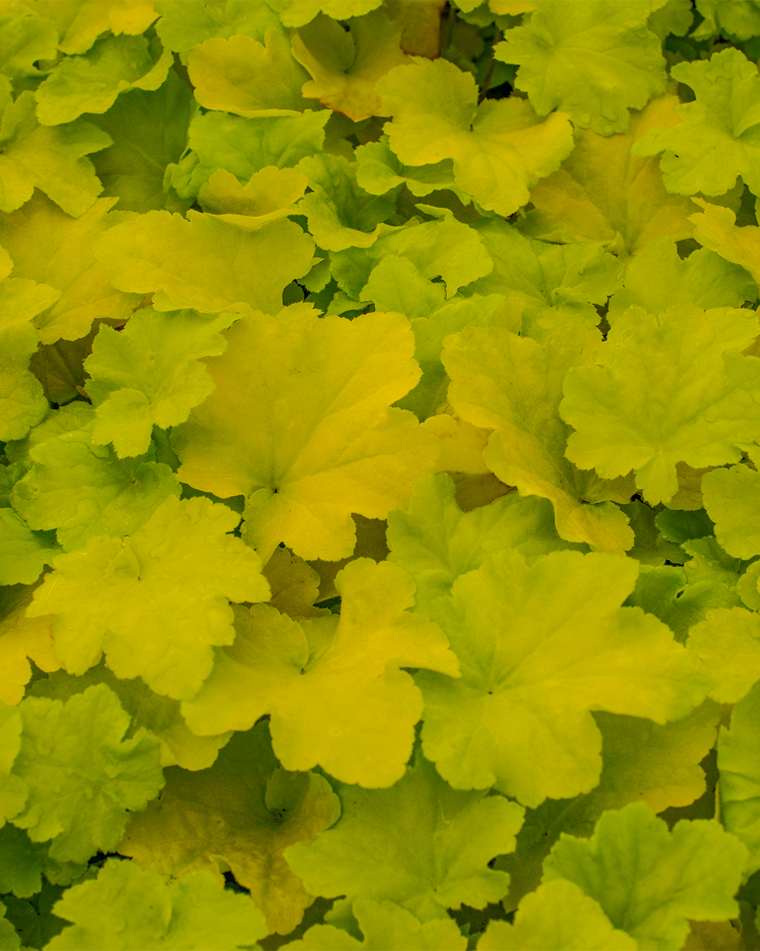 Heucherella Lemon Dinosaur