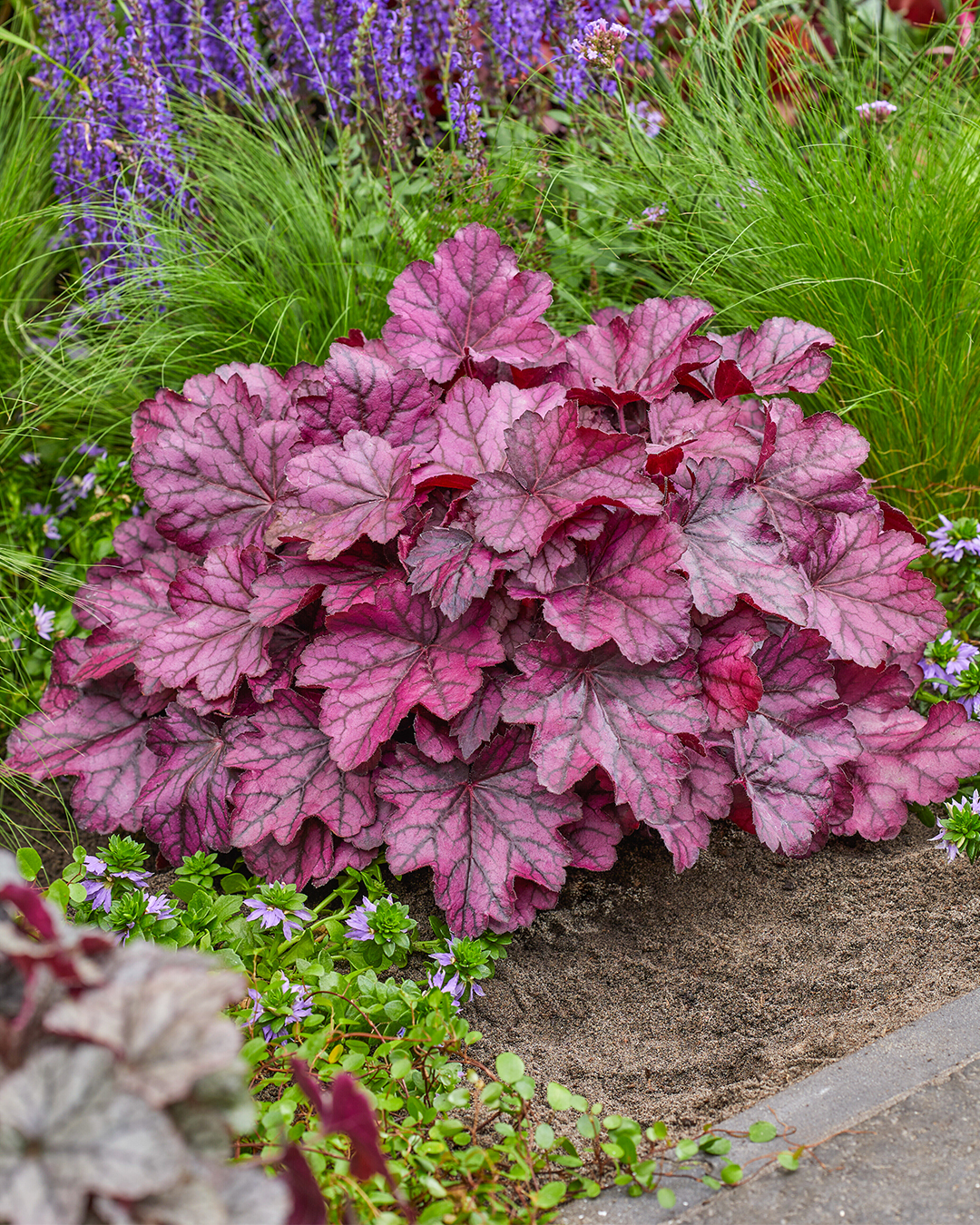 Heucherella Princess Ruby