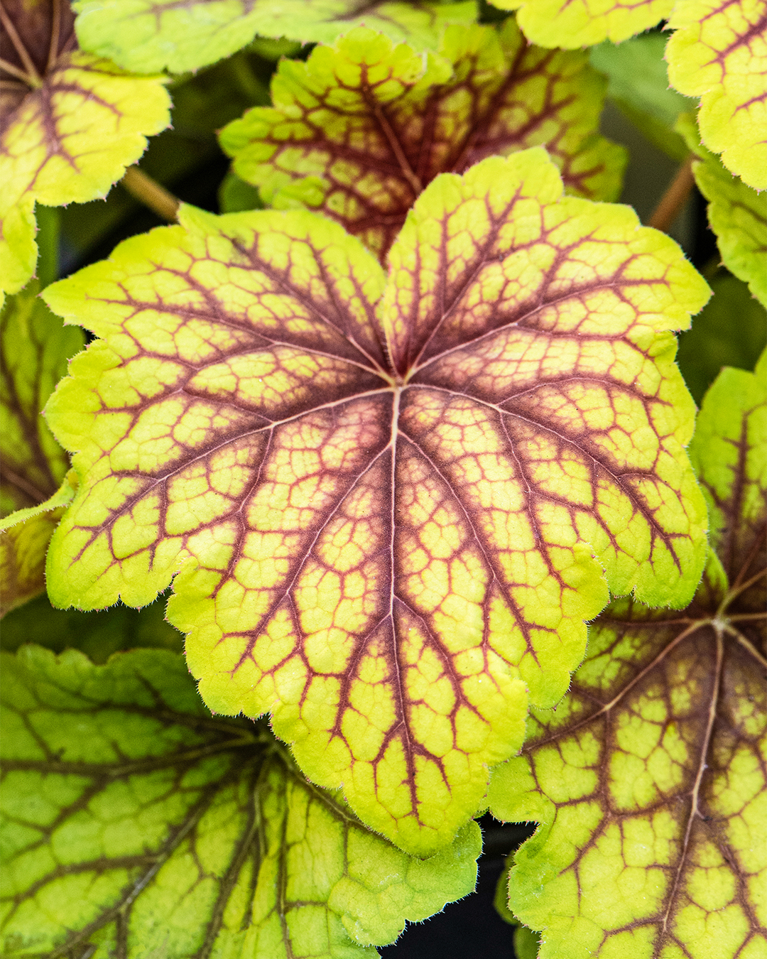 Heucherella Red Lightning
