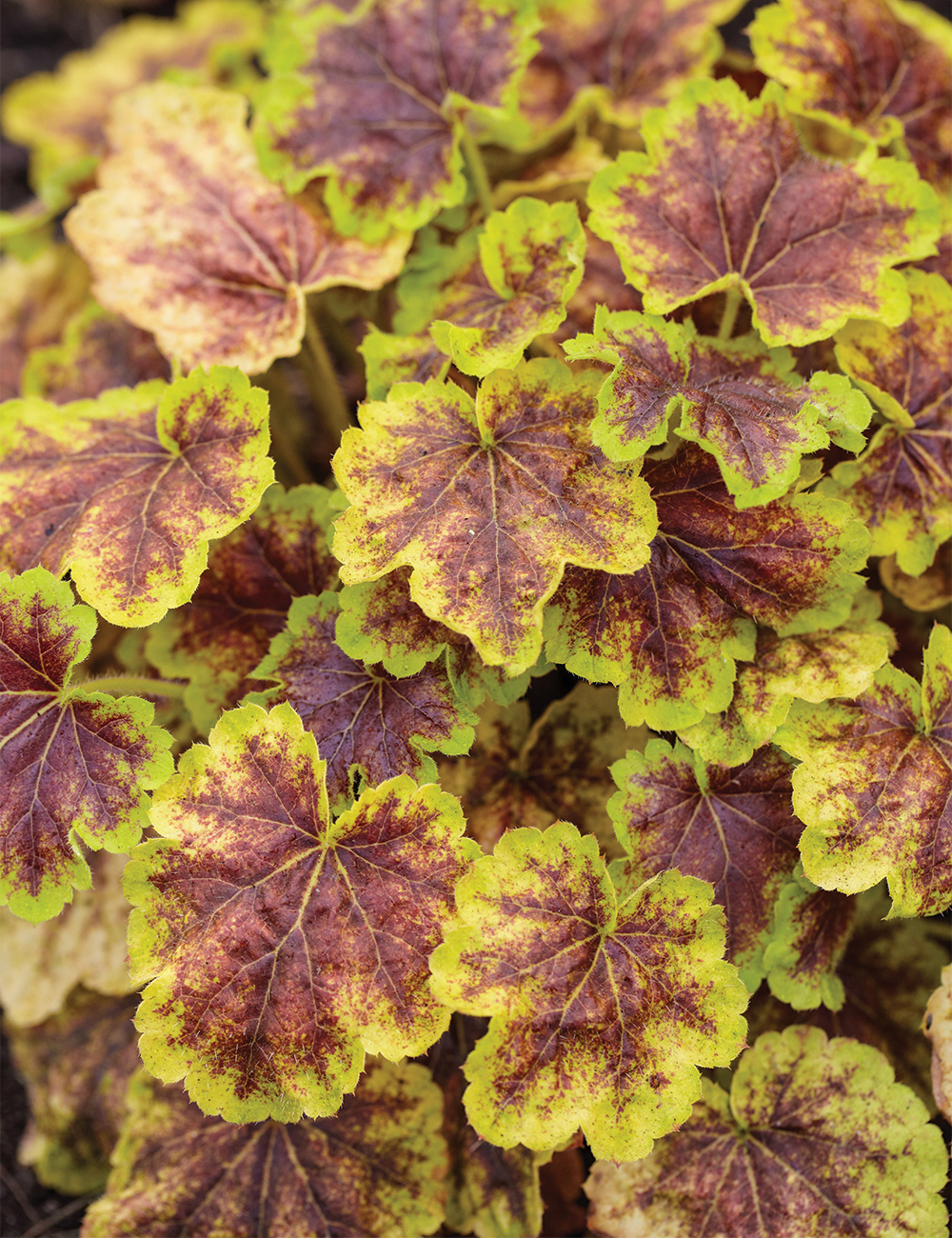 Heuchera 'Solar Eclipse'