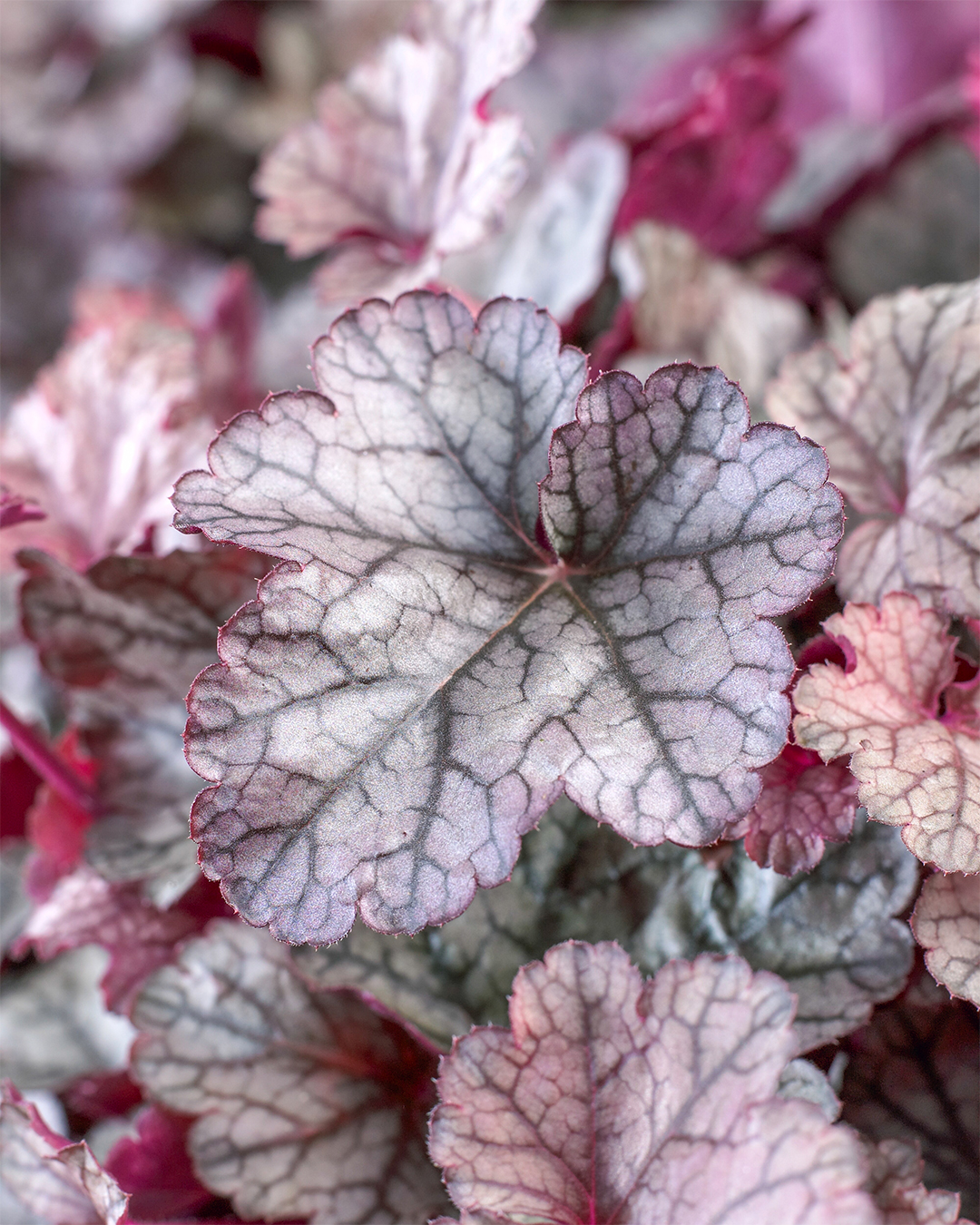 Heucherella Silver Jewel