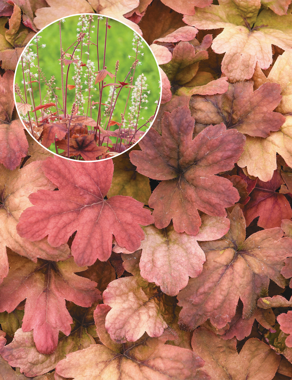 Heuchera 'Sweet Tea'
