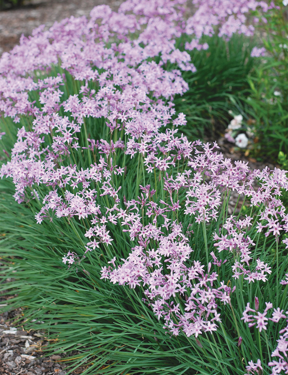Society Garlic 'Dark Star'