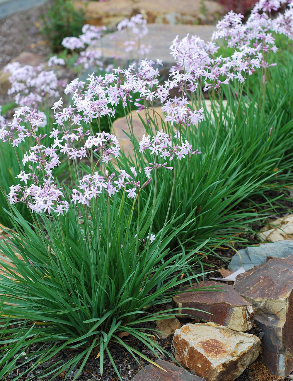 Society Garlic 'Milky Way'
