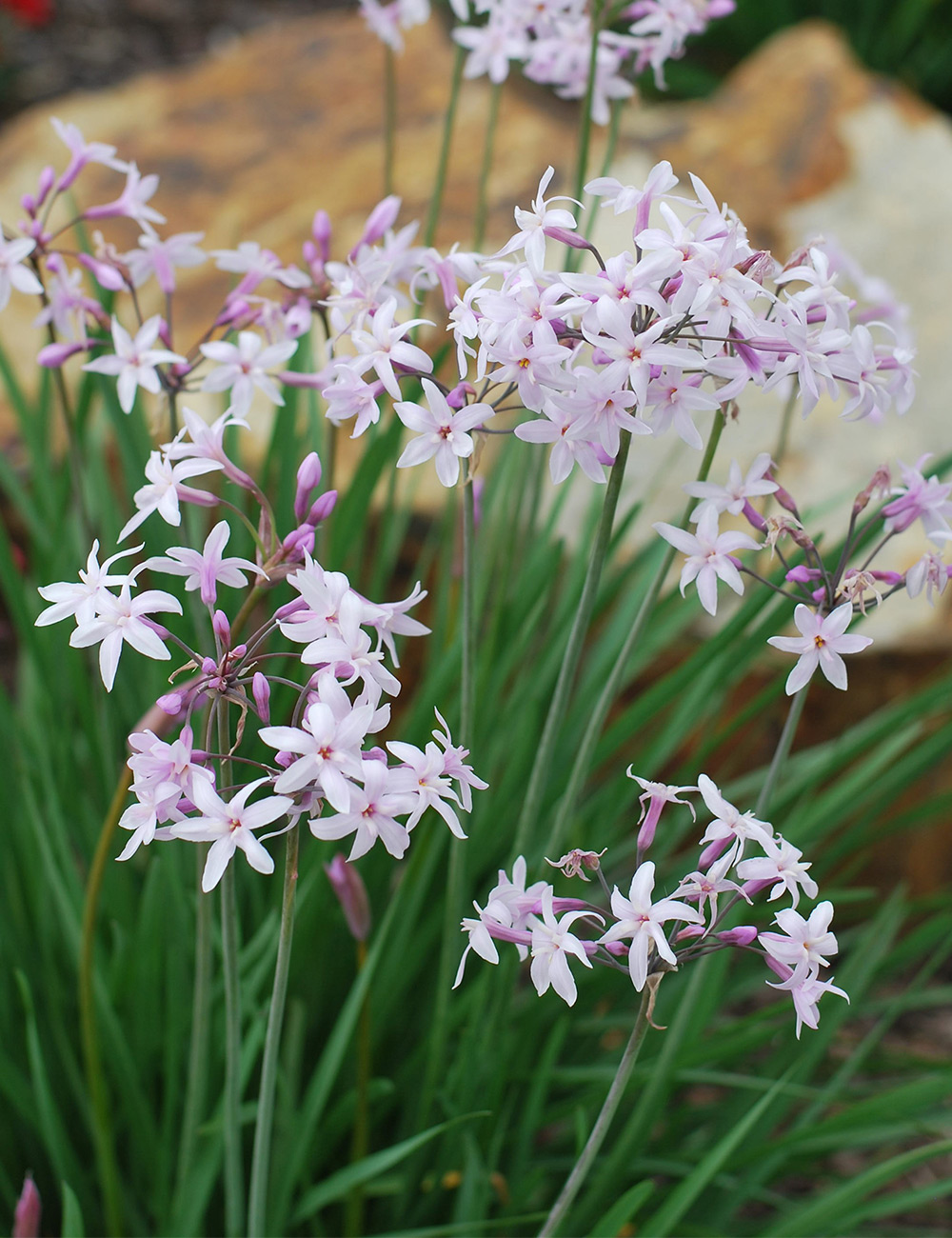 Society Garlic 'Starlet'