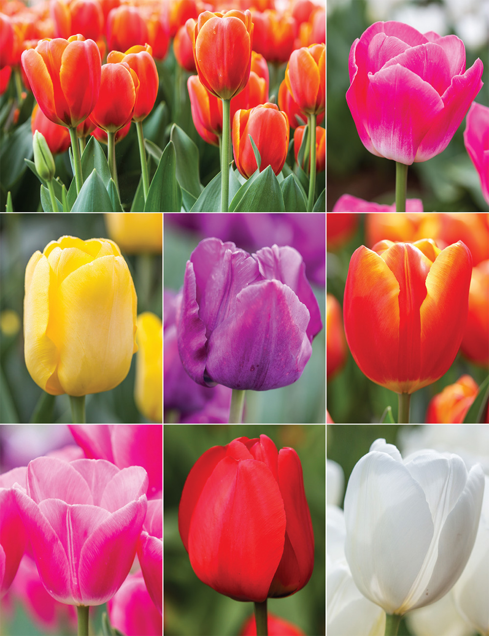Bokassa Tulips Collection