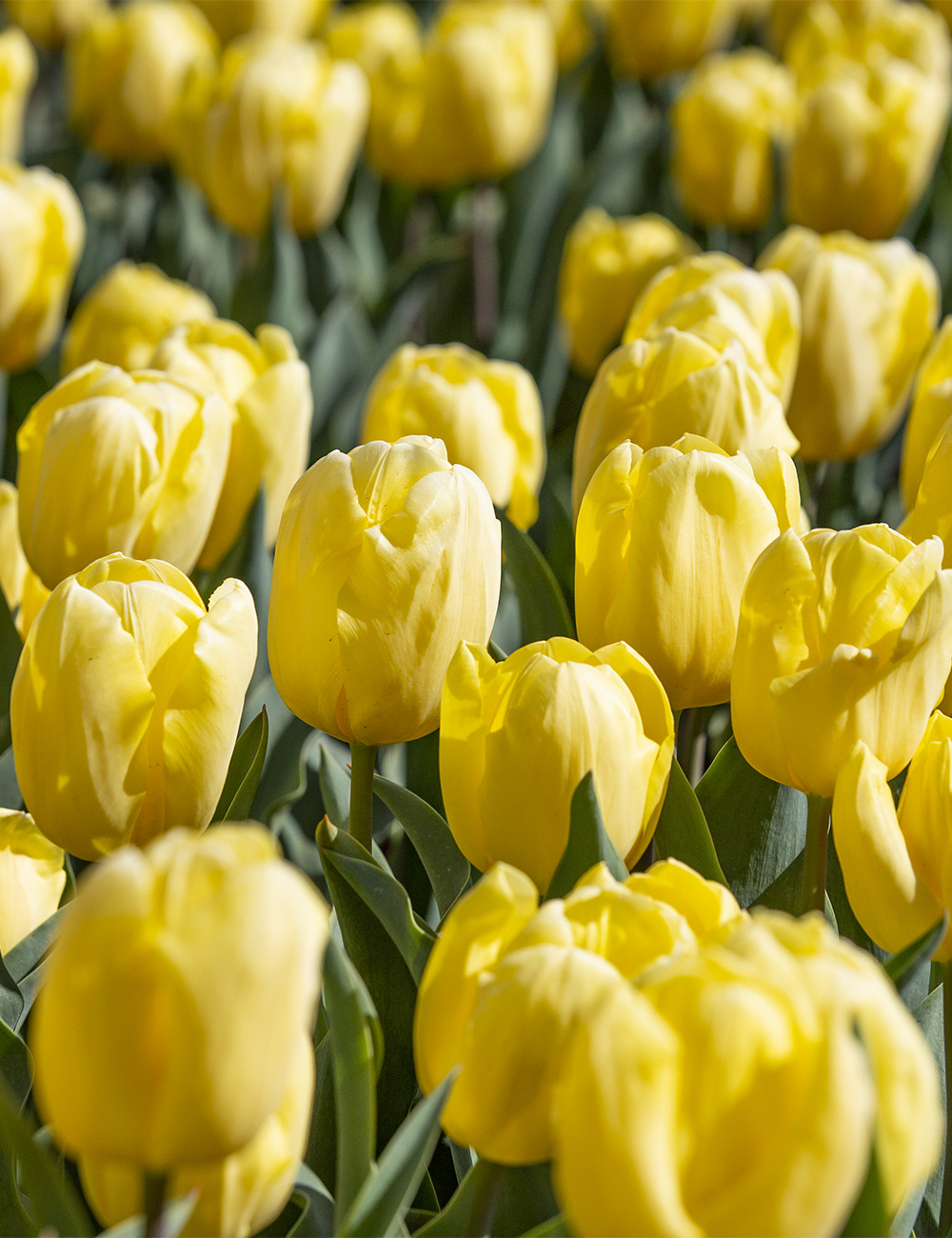 Bokassa Tulip 'Gold'