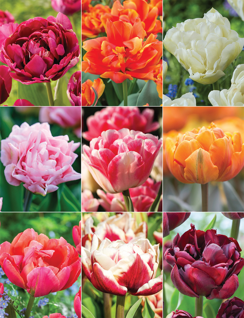 Double Tulips (reduced) Collection