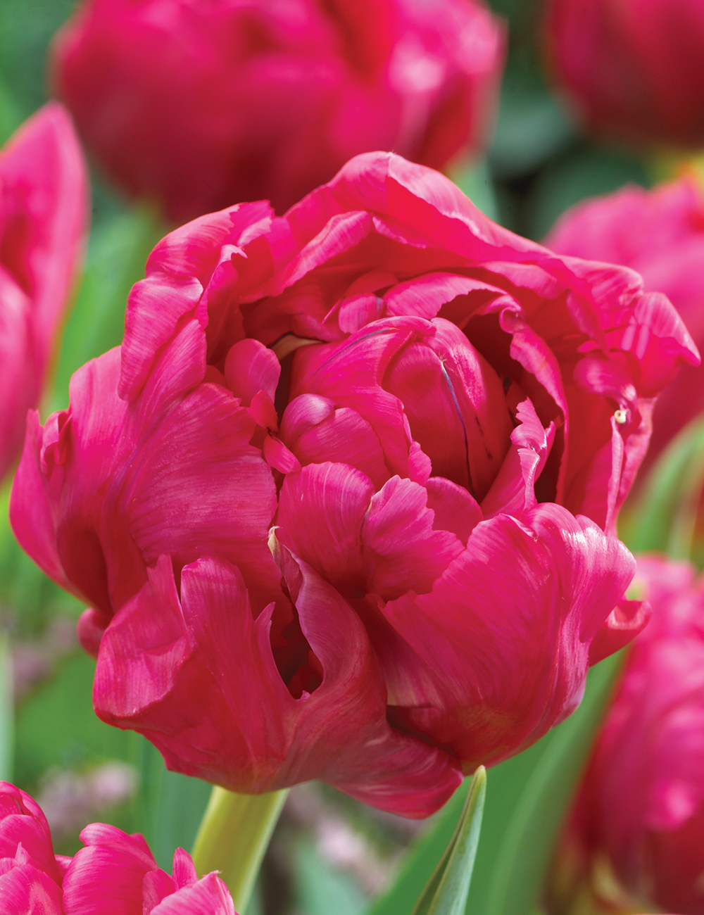 Double Tulip 'Chato'
