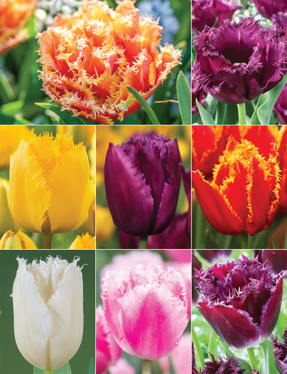 Fringed Tulips Collection
