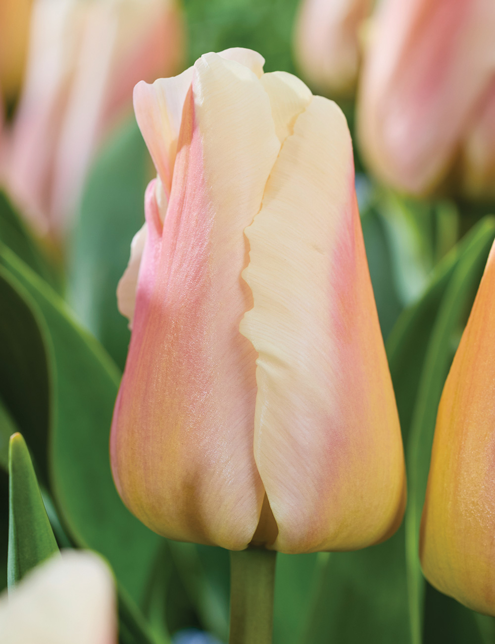 Tulip Apricot Pride