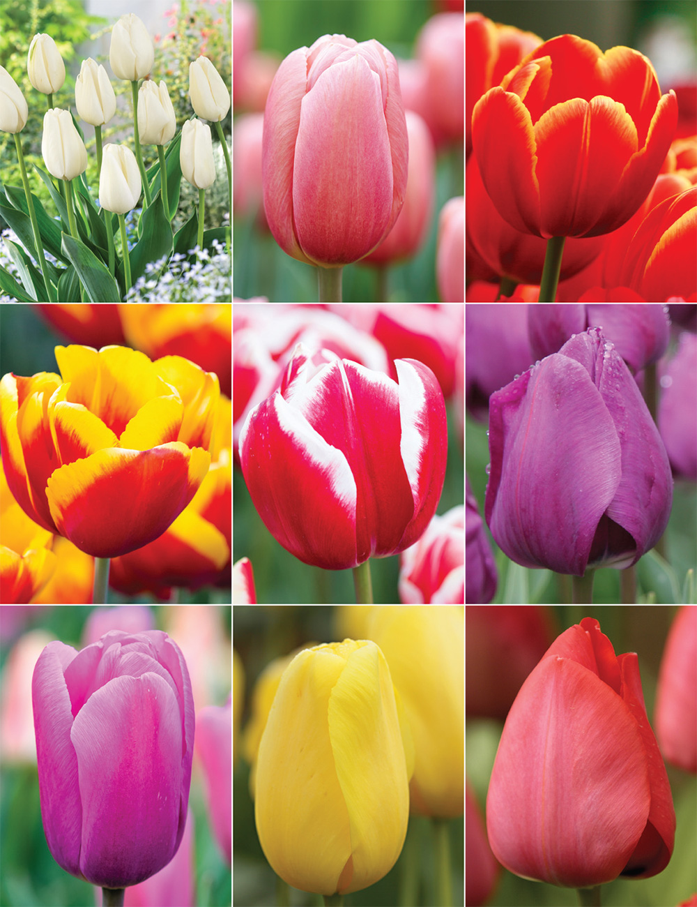 Tried and Tested Tulips Collection