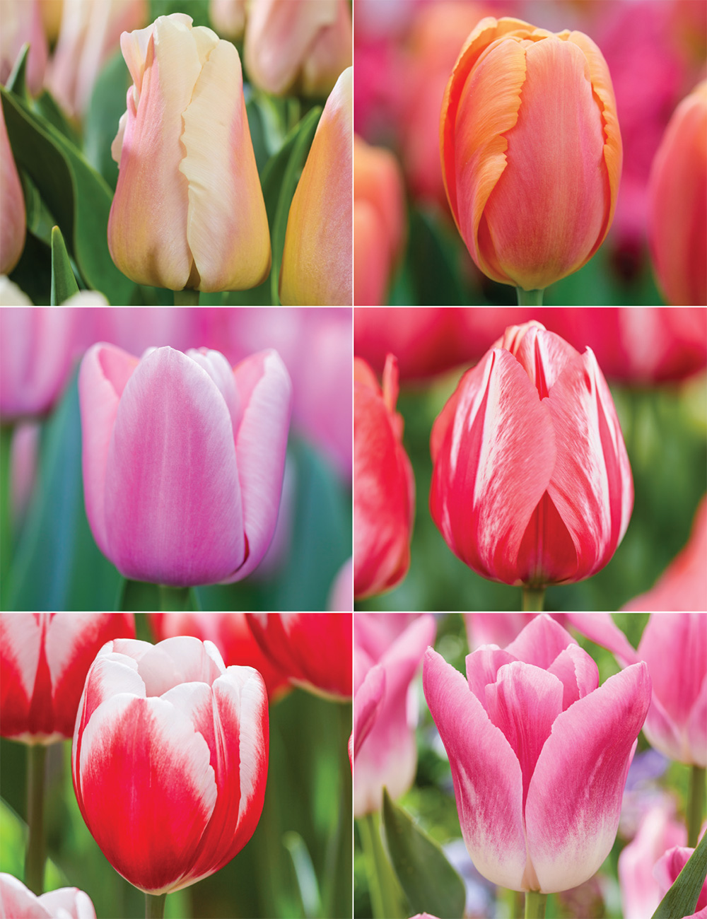 Our Top 12 Tulips Collection No1 (reduced)