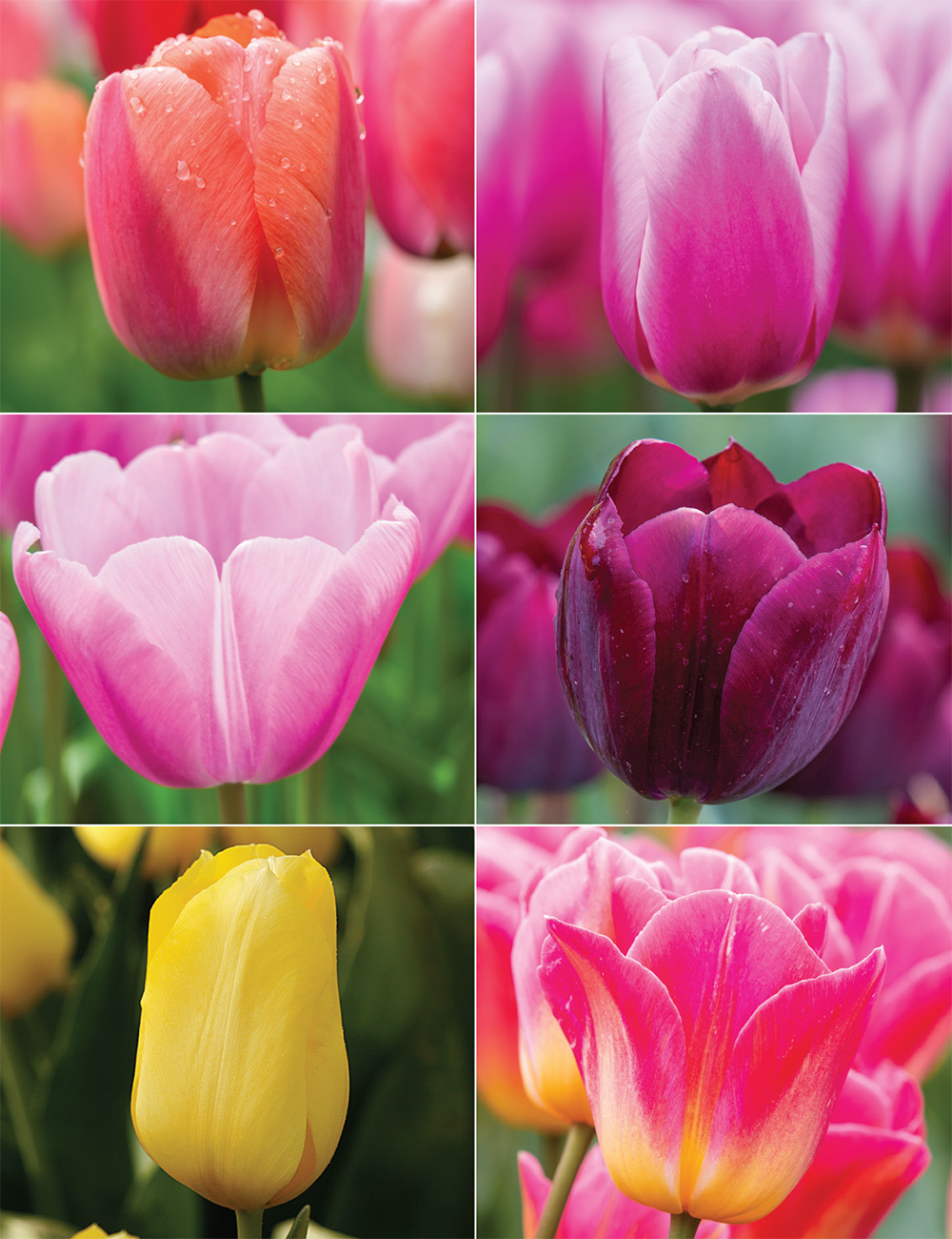 Our Top 12 Tulips Collection No2 (reduced)
