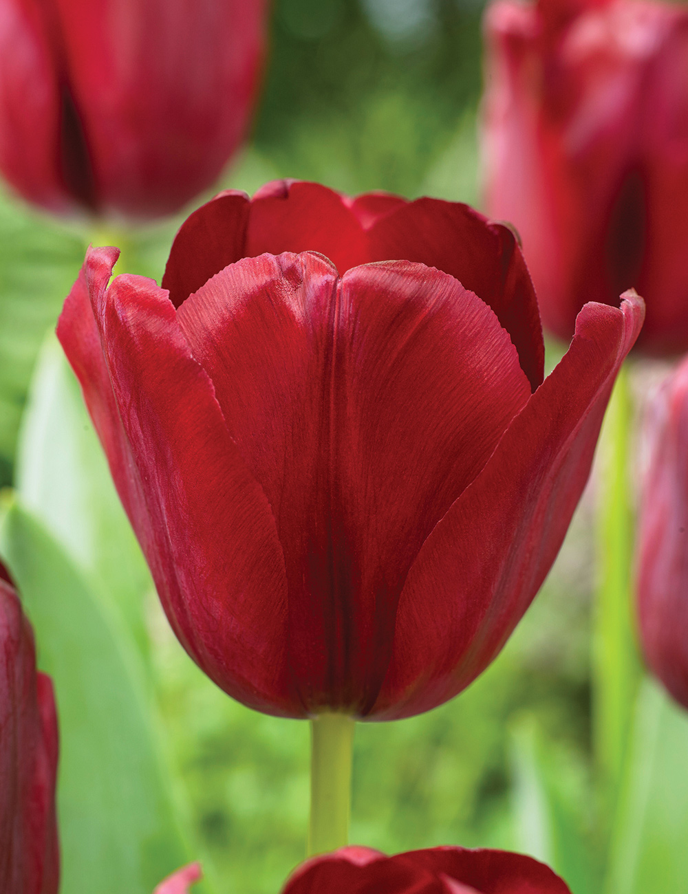 Tulip 'Gypsy Eyes'
