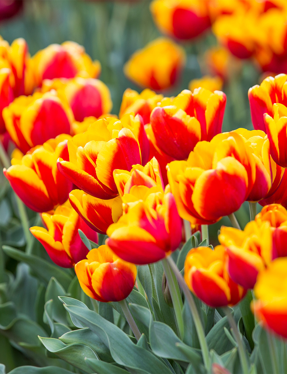 Tulip 'Gerrit van der Valk'