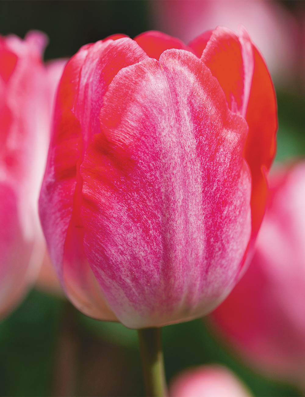 Tulip 'Judith Leyster'