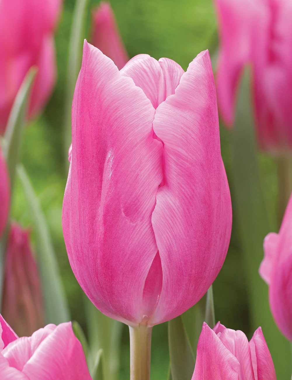 Tulip 'Jumbo Pink'