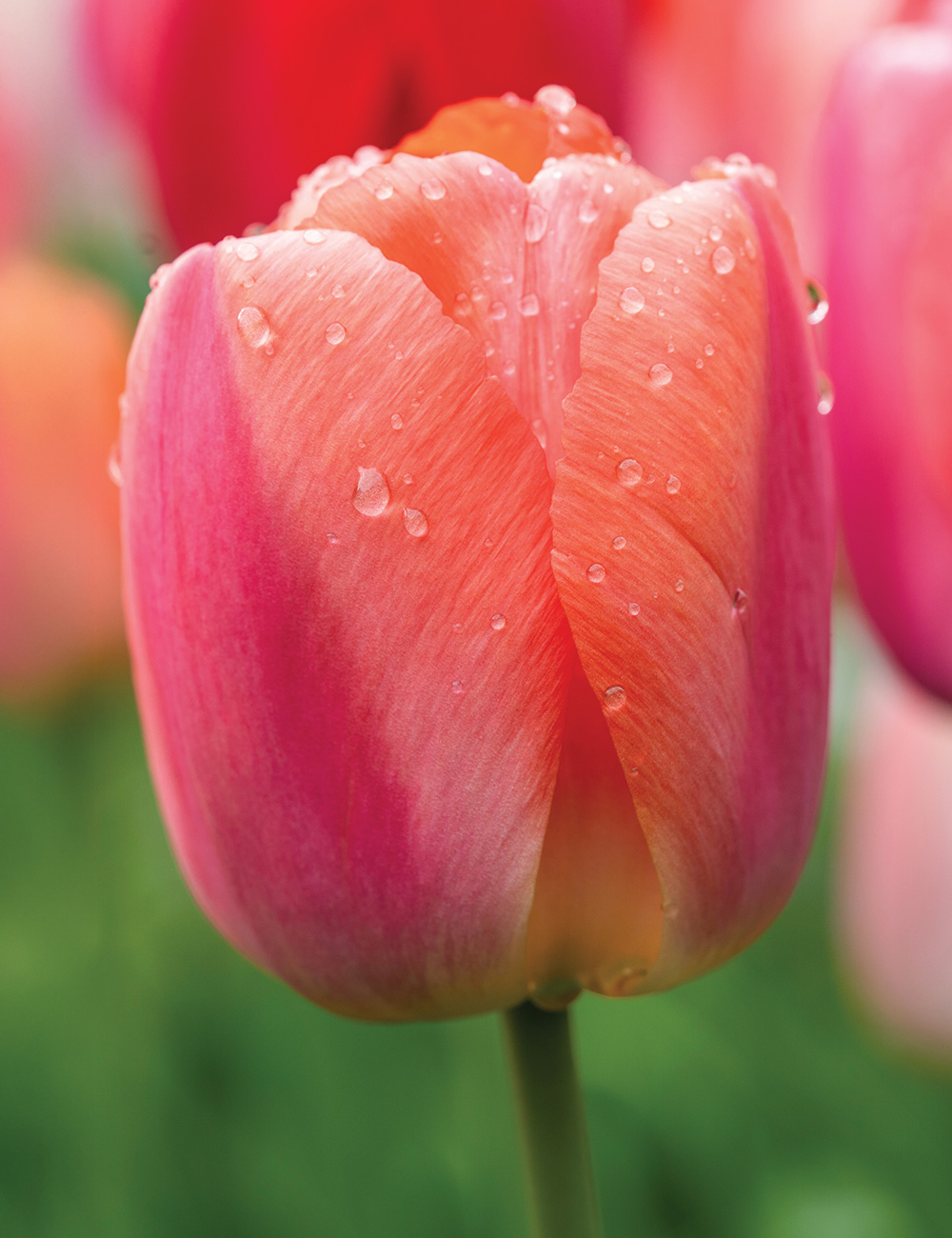 Tulip 'Orange Pride'