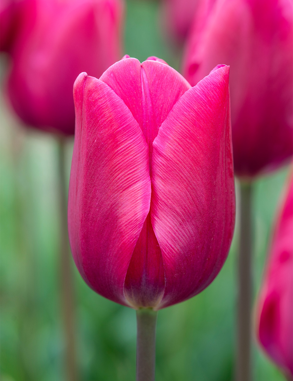 Tulip Pink Ardour