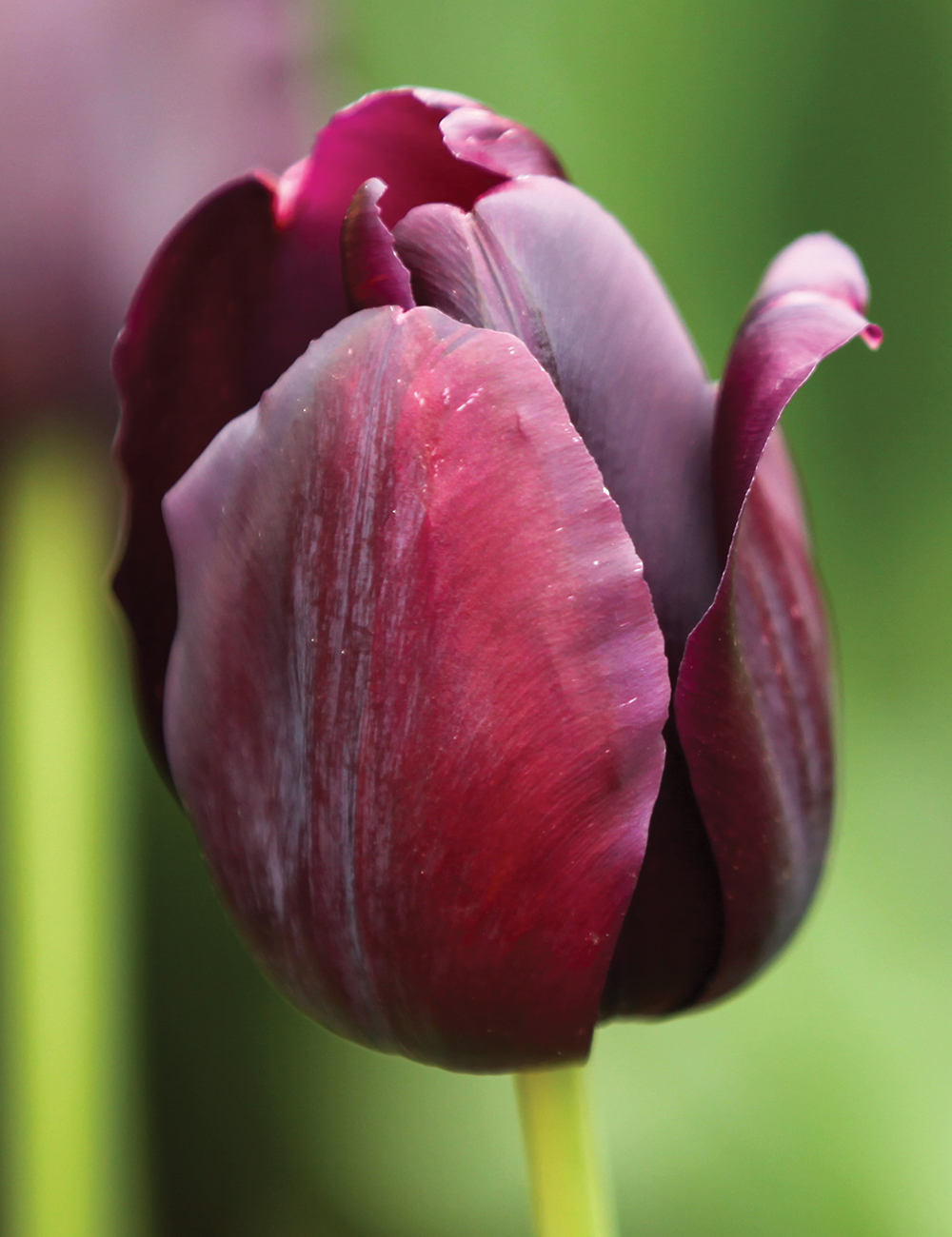Tulip 'Queen of the Night'