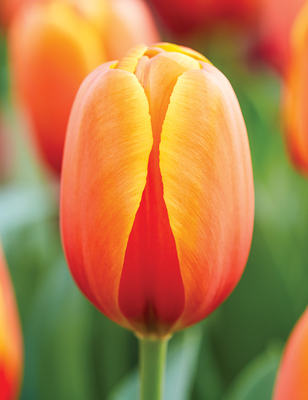 Tulip 'Triple A'
