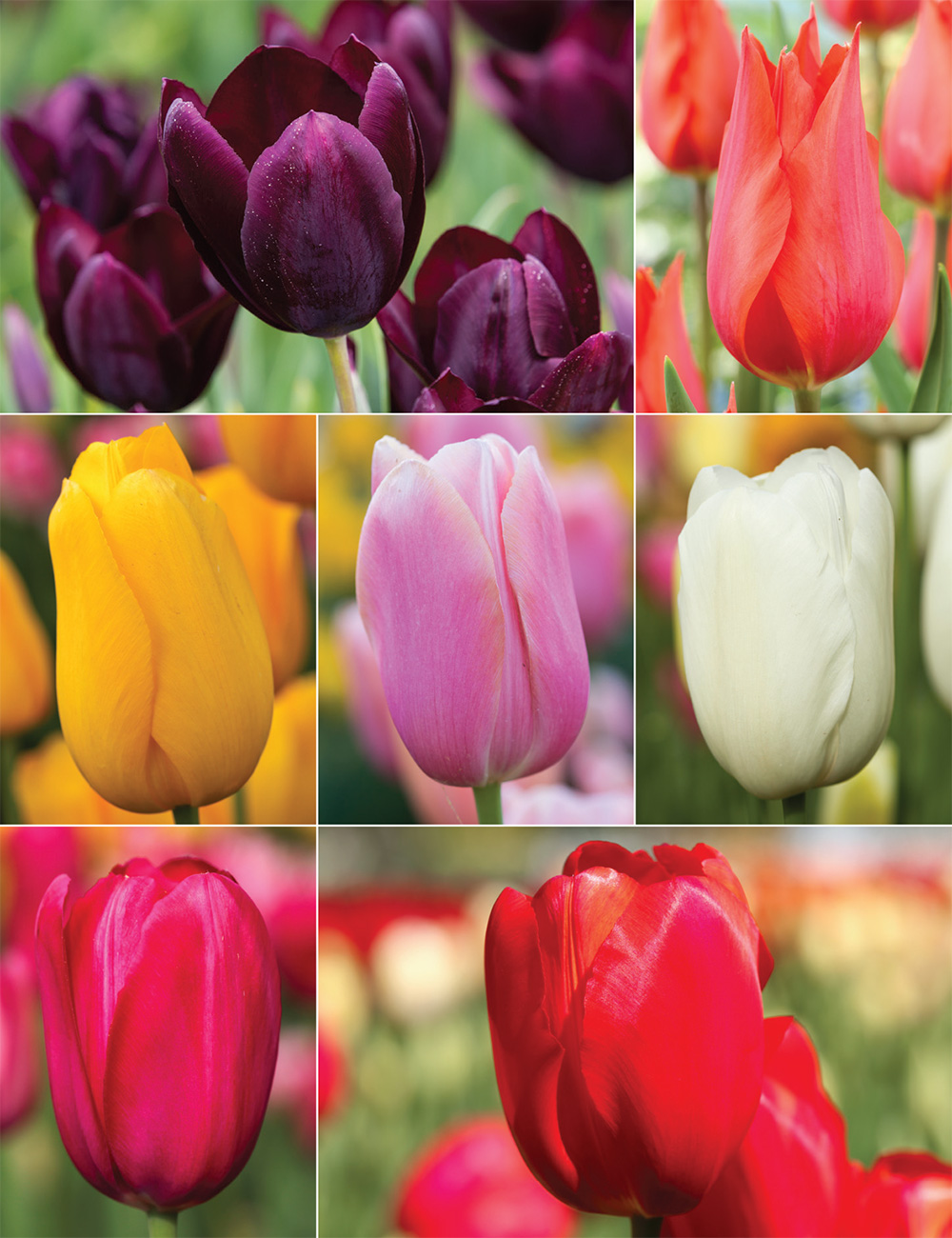 Monet Tulip Collection