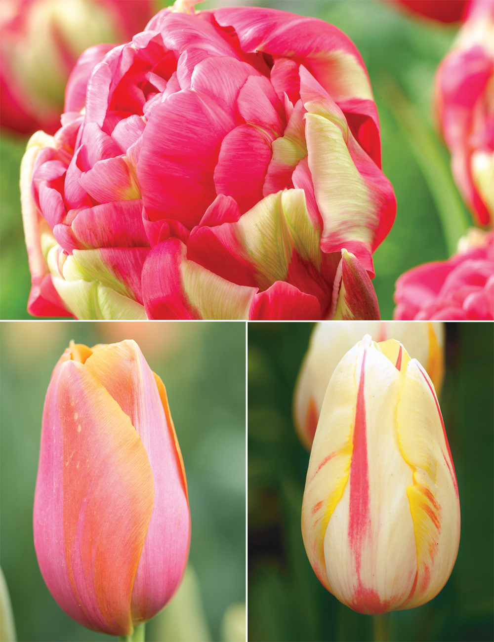 Monet Tulips Collection