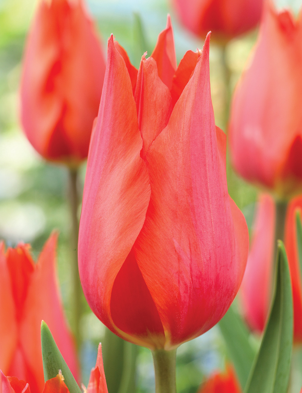 Monet Tulip 'Temple's Favourite'