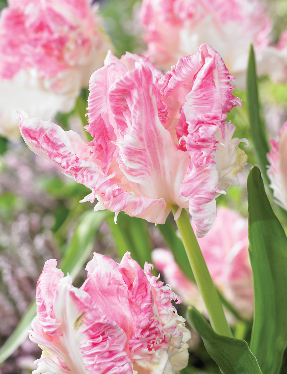 Parrot Tulip 'Cabanna'