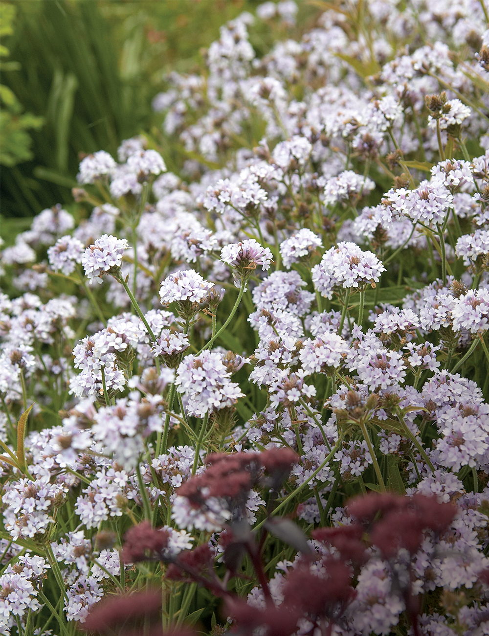 Verbena 'Polaris'
