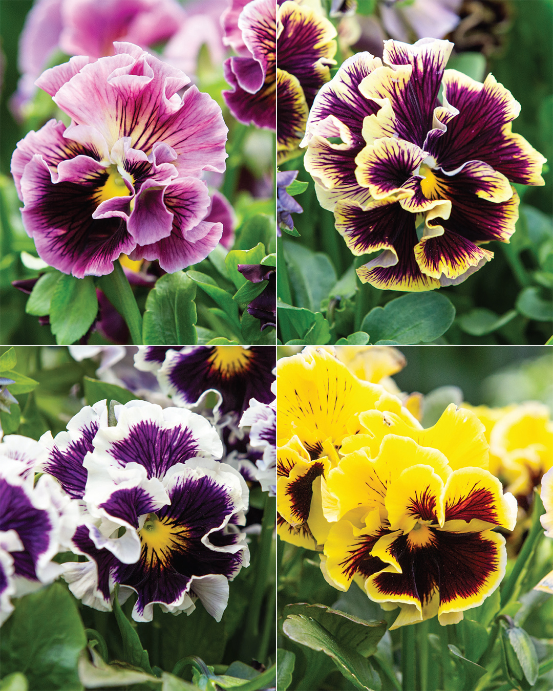 Violas Collection