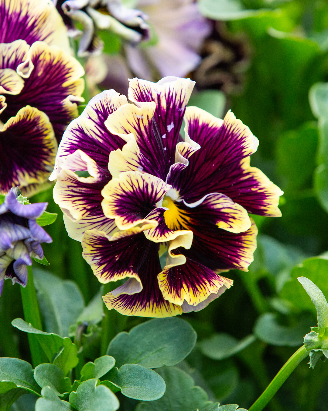 Viola 'Ruffled Dark Heart'