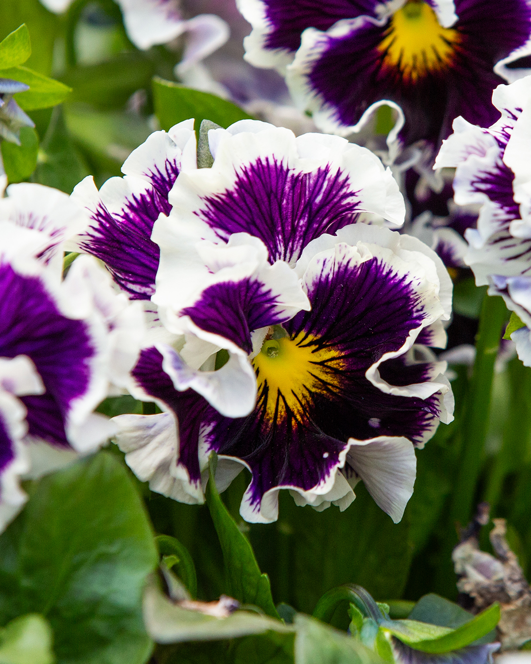 Viola 'Purple White Rim'