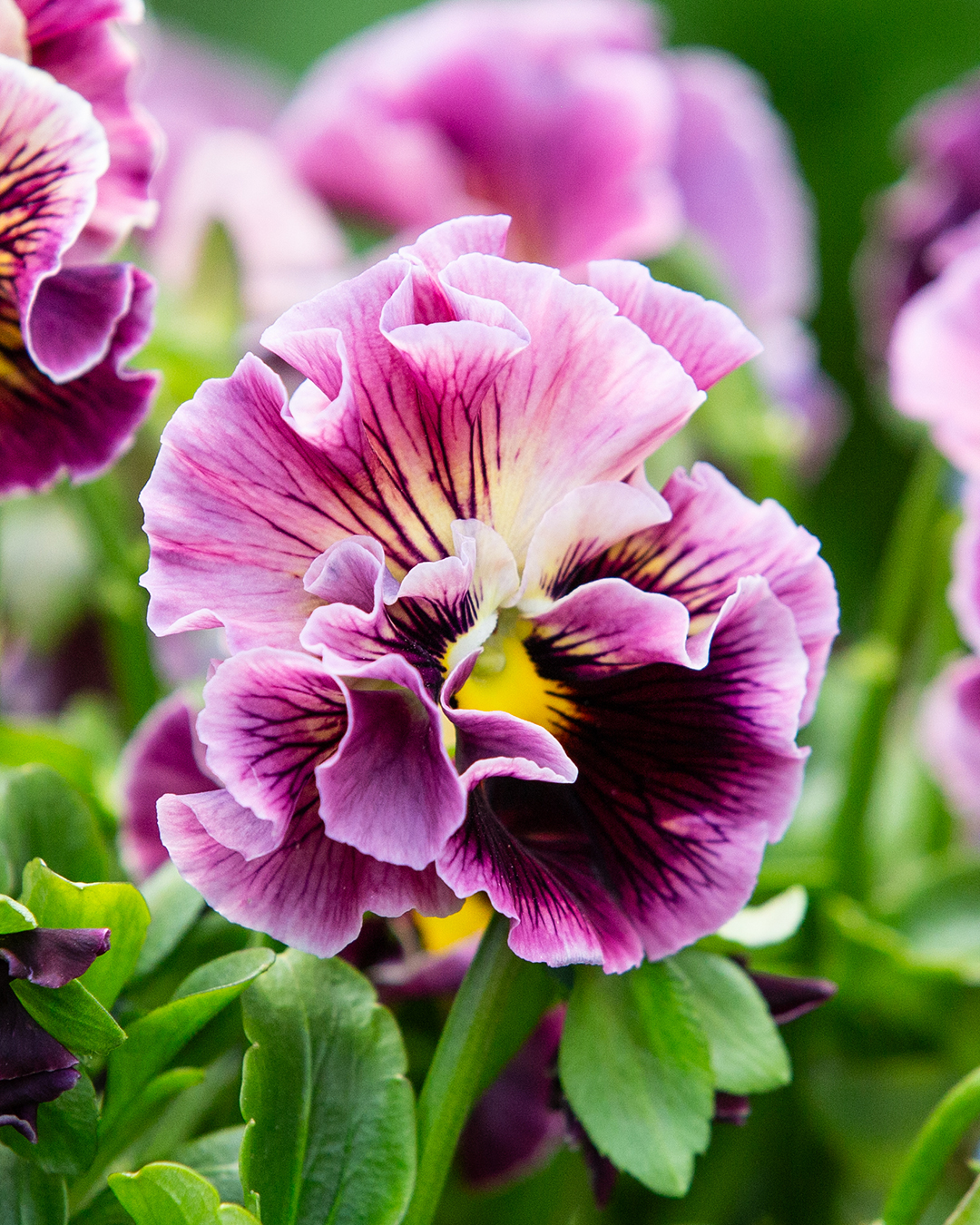Viola 'Ruffled Wine'
