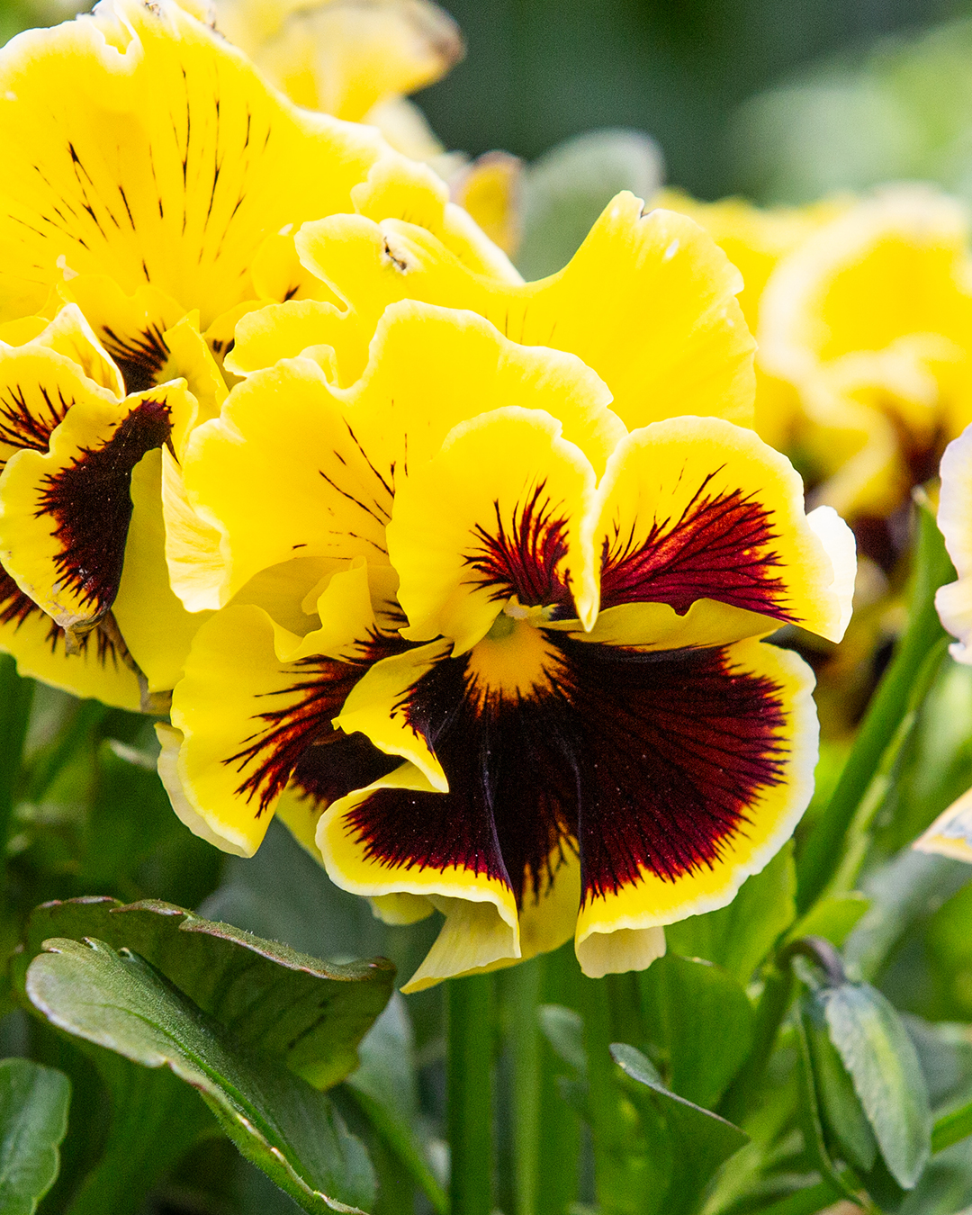 Viola 'Ruffled Yellow'