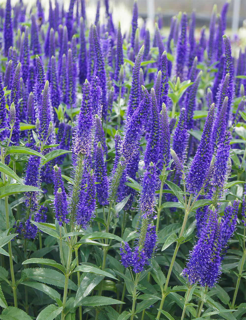 Veronica 'Skyler Splash Blue'