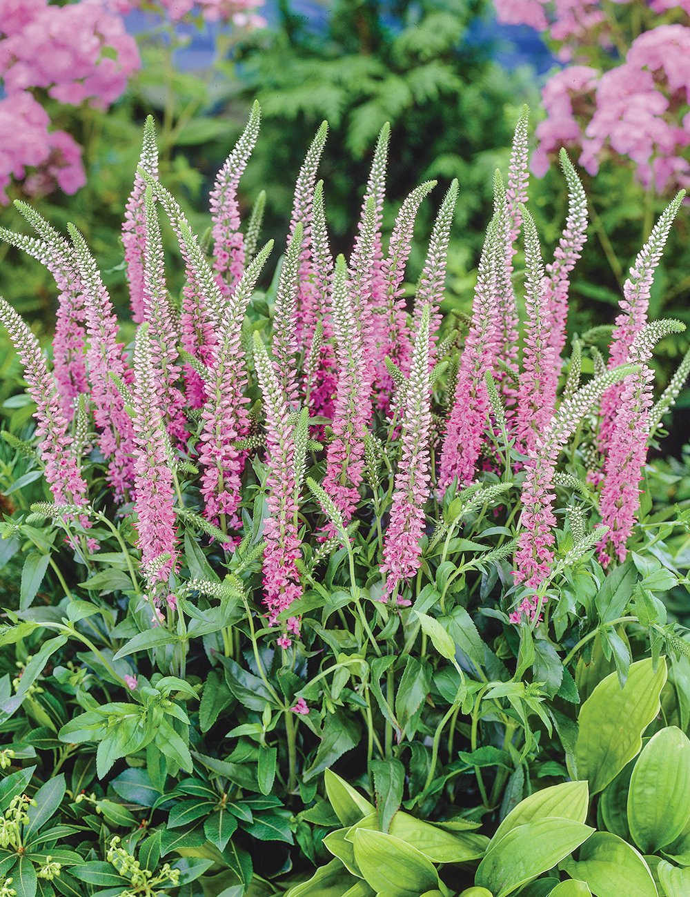 Veronica 'Skyler Splash Pink'