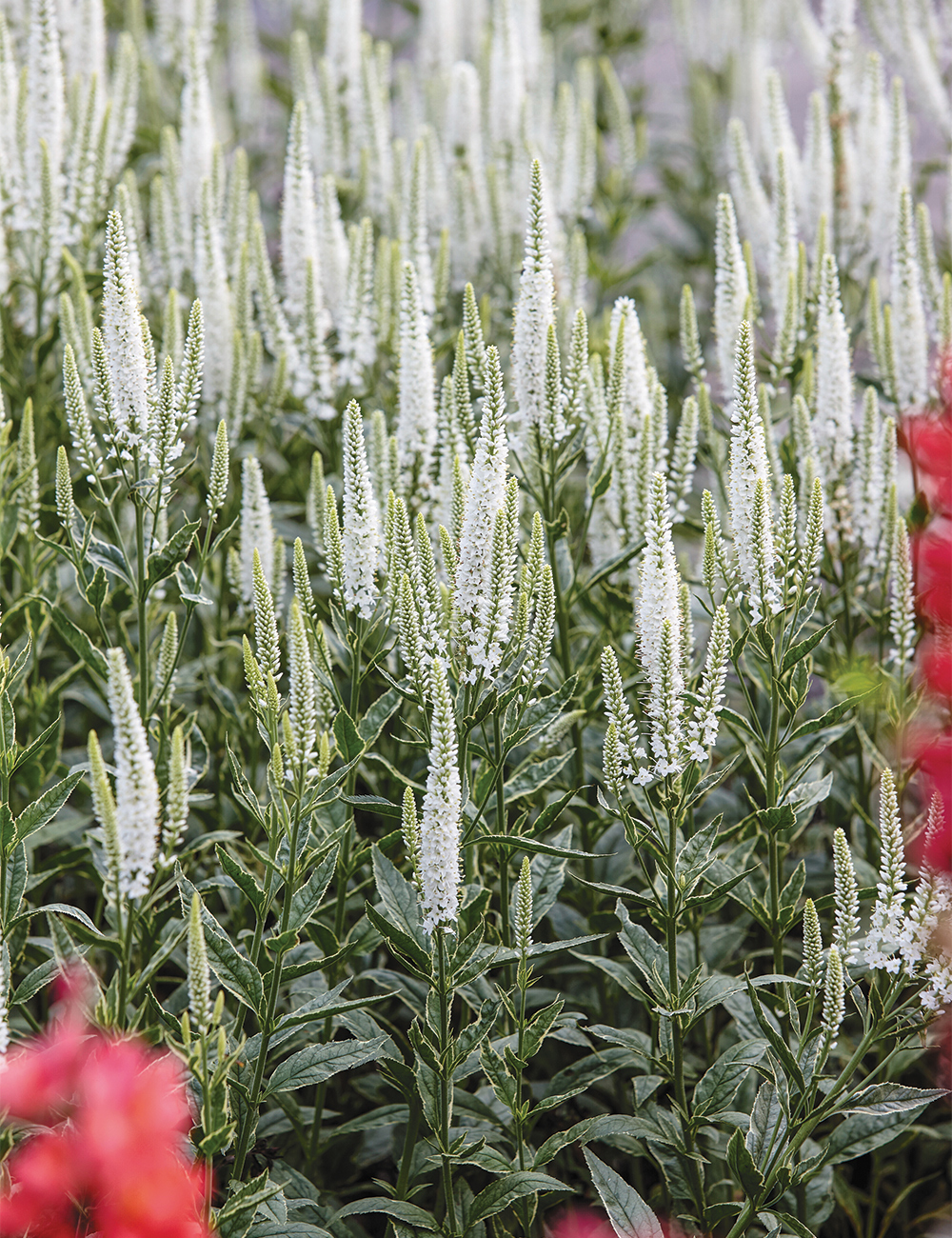 Veronica 'Skyler Splash White'