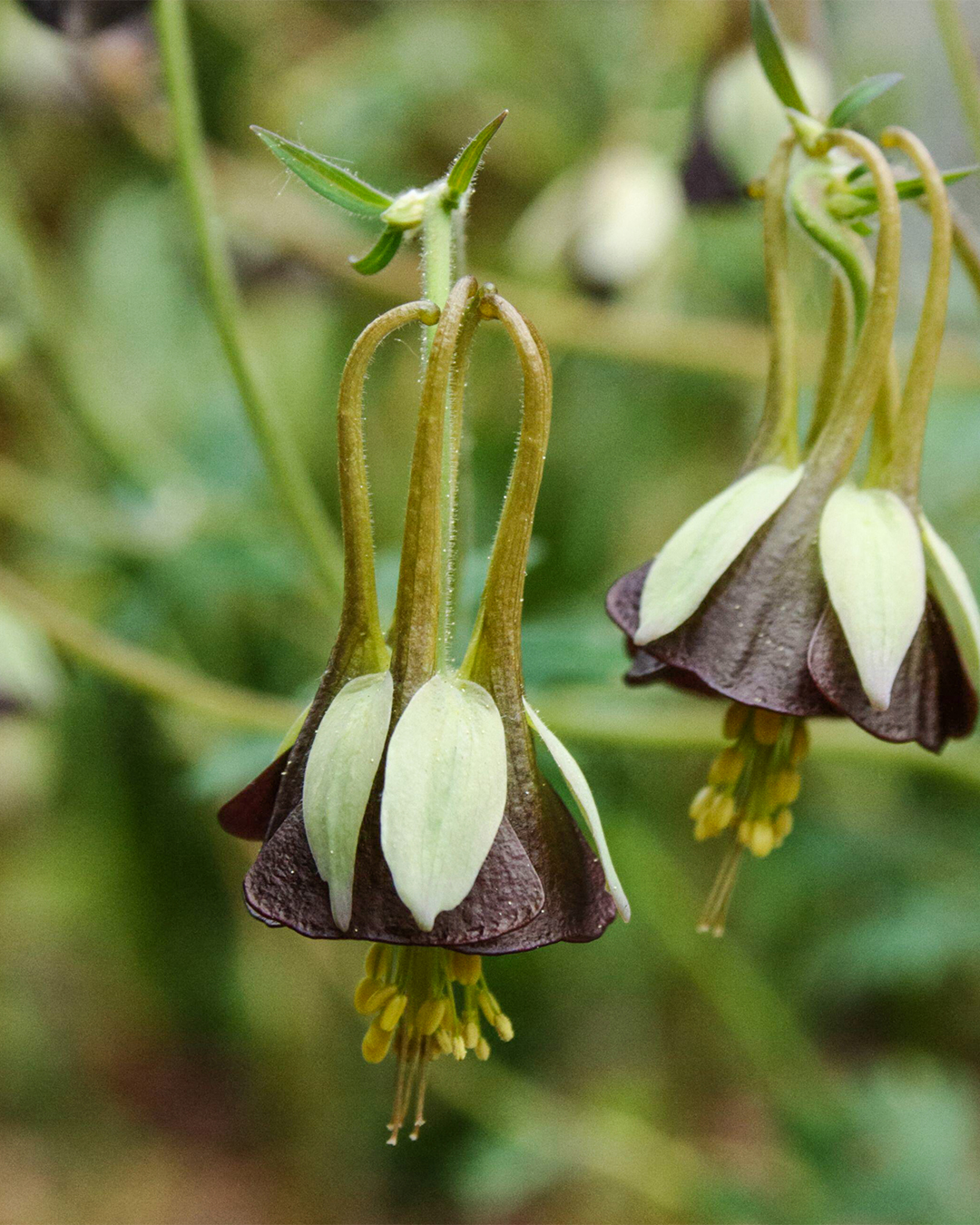 Aquilegia 'Chocolate Soldier'