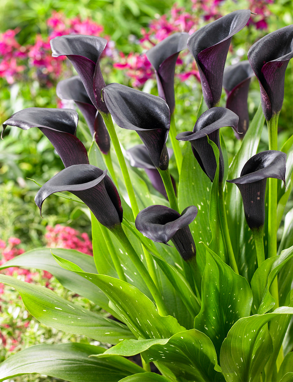 Calla Lily Black Tango