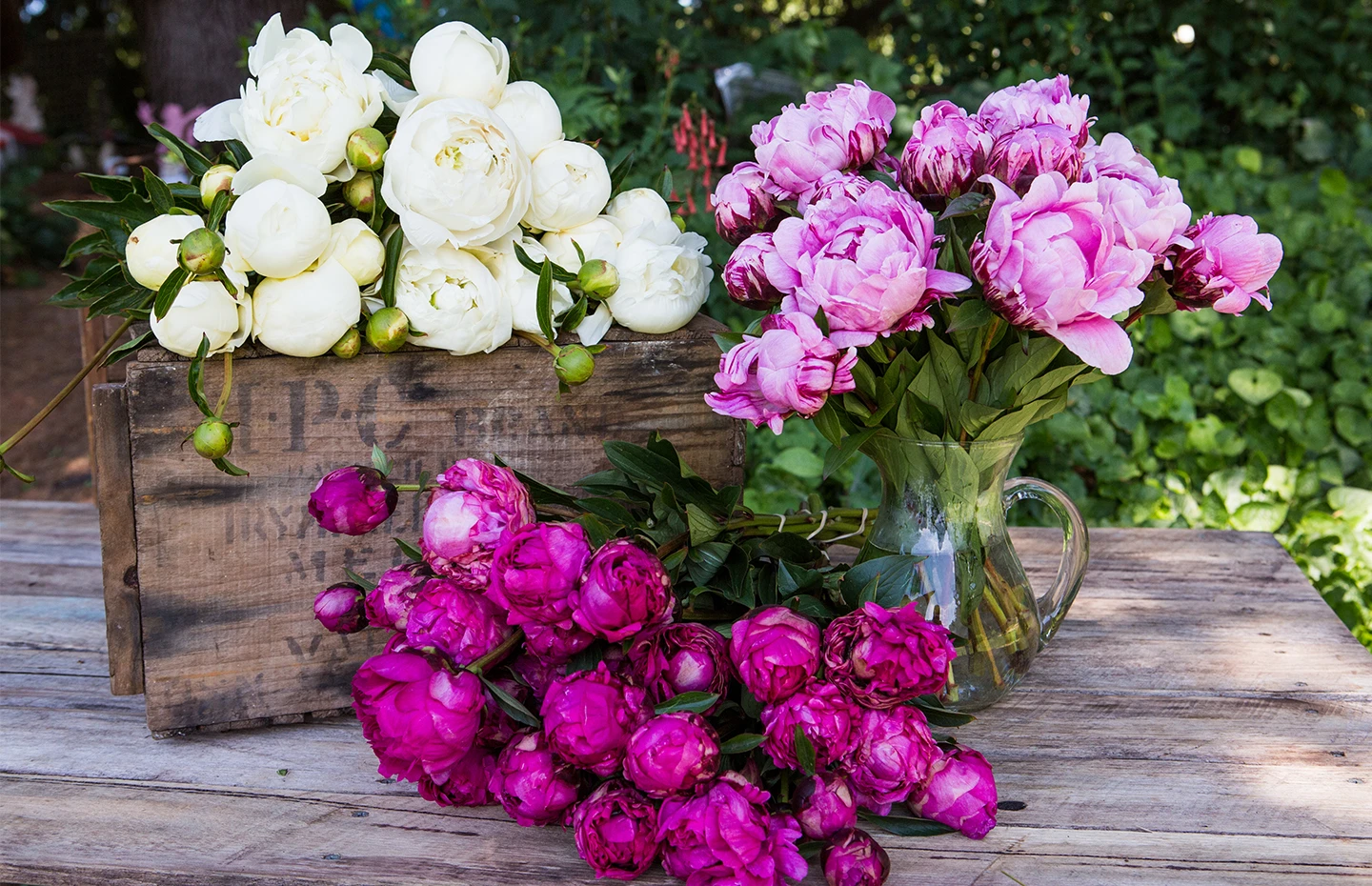 Peony Roses