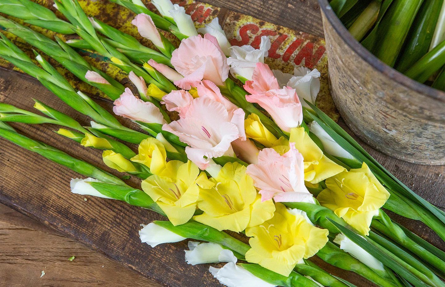Gladiolus
